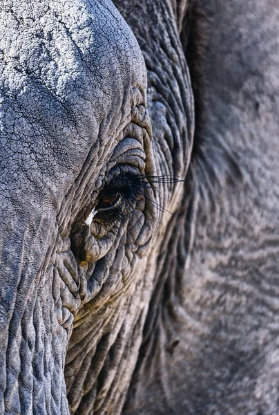 Beau Portrait Gros Plan Visage Éléphant — Photo