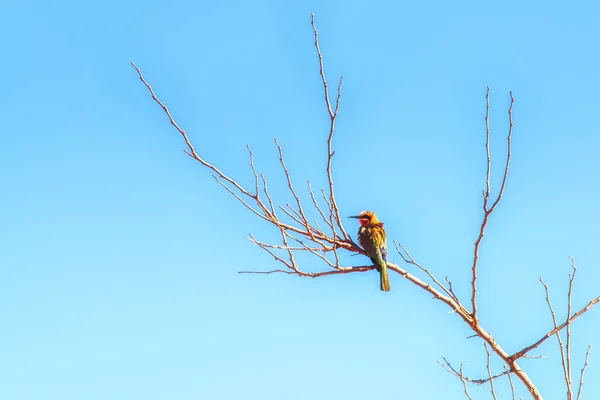 White Fronted Bee Eater Sudáfrica — Foto de Stock