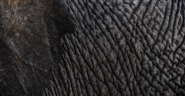 Pele Elefante Para Fundo Textura — Fotografia de Stock