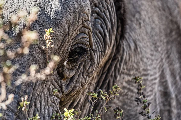 A beautiful close up portrait of an elephant face