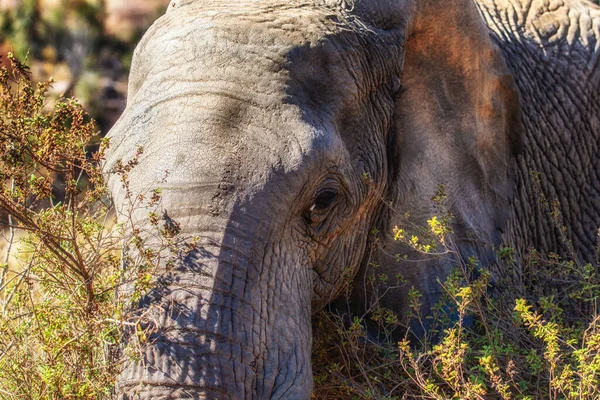 Side profile of an African elephant in the Welgevonden game reserve, South Africa.