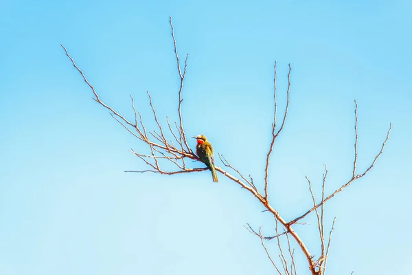 White Fronted Bee Eater Afrique Sud — Photo