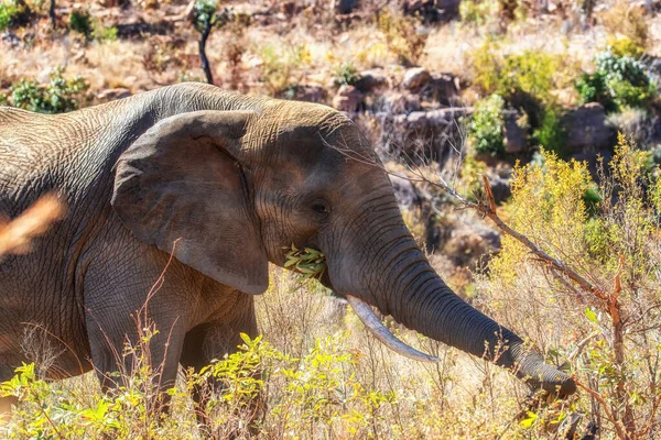 Elephant Wild Welgevonden Game Reserve South Africa — Stock Photo, Image