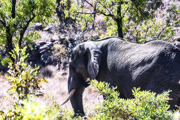 Side profile of an African elephant in the Welgevonden game reserve, South Africa.