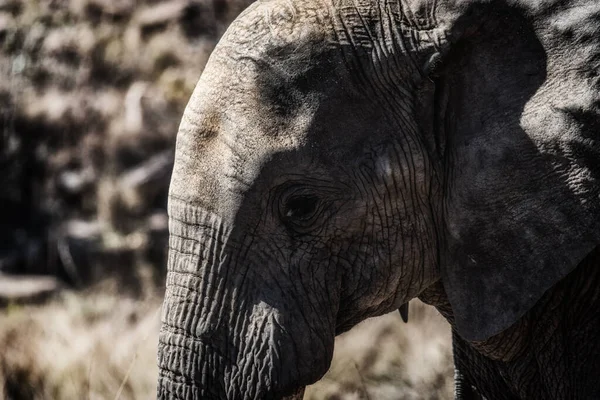 Side Profile African Elephant Welgevonden Game Reserve South Africa — Stock Photo, Image