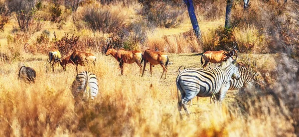 Welgevonden Escenario Natural Reserva Caza Sudáfrica — Foto de Stock