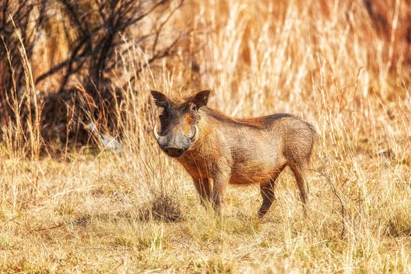 Ritratto Simpatico Facocero Comune Phacochoerus Africanus Una Riserva Caccia — Foto Stock