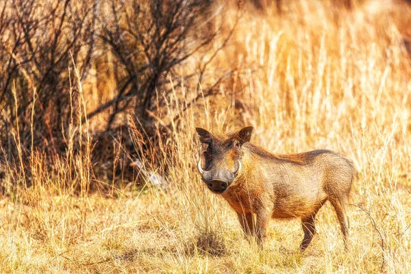 Portrét Roztomilý Společné Warthog Nebo Phacochoerus Africanus Game Reserve — Stock fotografie