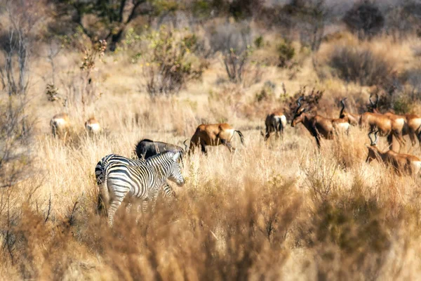 Welgevonden Selvaggina Riserva Scenario Naturale Sud Africa — Foto Stock