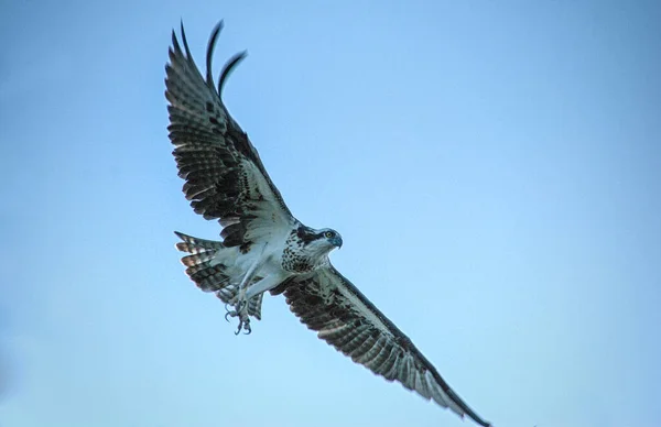 Águila Eleva Por Encima Los Cielos Azules — Foto de Stock