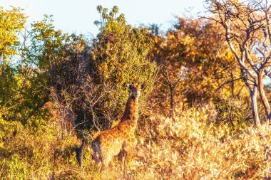Zürafa Güney Afrika 'daki Welgevonden av bölgesinde otluyor.