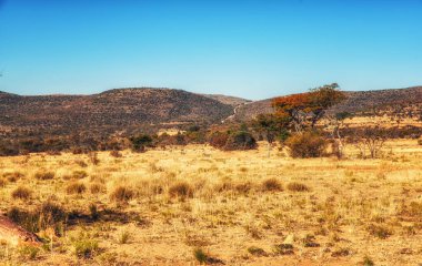 Güney Afrika 'da tipik doğa manzarası.