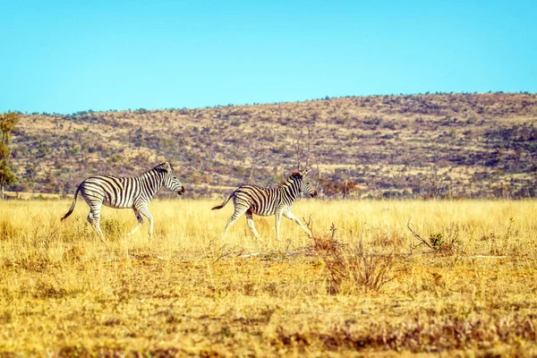 Burchell Plains Zebras Equus Quagga Burchelli Corriendo —  Fotos de Stock
