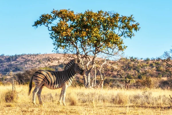 Zebra Habitat Savana Com Floresta Acácia Safári Vida Selvagem Africano — Fotografia de Stock