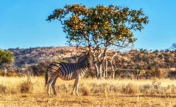 Gebra Hábitat Sabana Con Acacias Boscosas Safari Vida Silvestre Africano —  Fotos de Stock