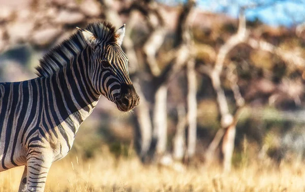 Retrato Zebra Savana Africana Reserva Welgevonden África Sul — Fotografia de Stock