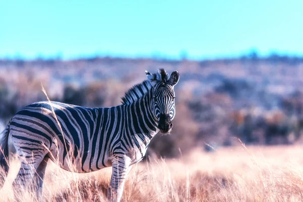 아프리카 사바나의 얼룩말 초상화 Welgevonden Reserve South Africa — 스톡 사진