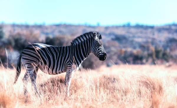 Zebra Habitat Natureza Grama — Fotografia de Stock