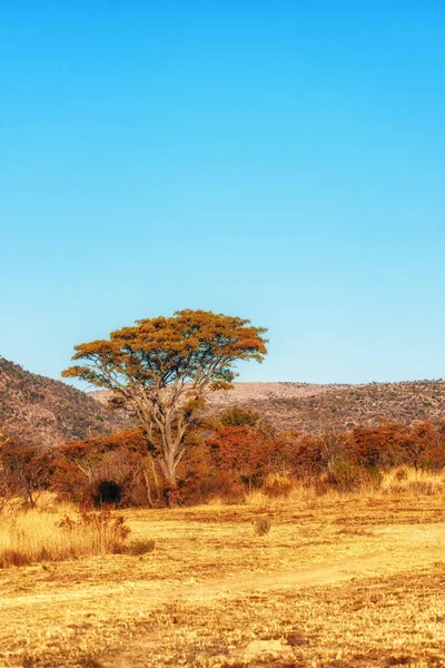 Piękny Krajobraz Rezerwacie Welgevonden Republika Południowej Afryki — Zdjęcie stockowe