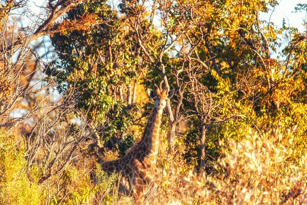 Zürafa Güney Afrika Daki Welgevonden Bölgesinde Otluyor — Stok fotoğraf