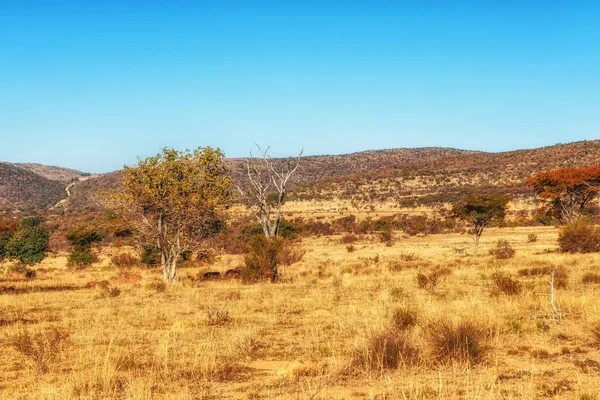 Typisk Natur Sydafrika — Stockfoto