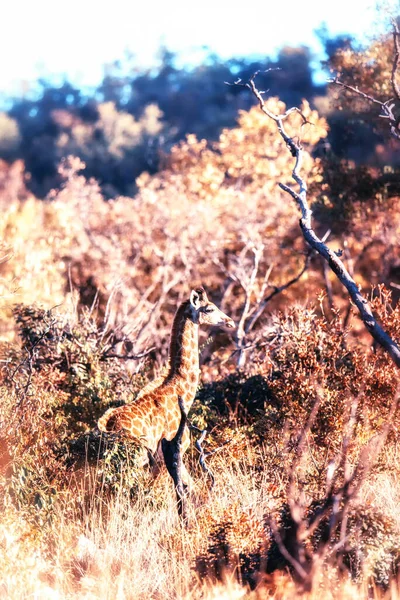 Giraffa Pascolo Nella Riserva Naturale Welgevonden Sud Africa — Foto Stock