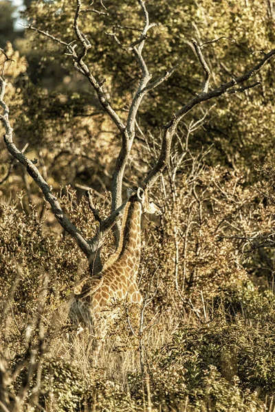 Giraffe Grazing Welgevonden Game Reserve South Africa — Stock Photo, Image