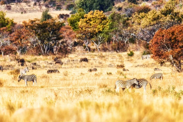 Hermoso Paisaje Natural Con Zebras Wildebeest Parque Natural Welgevonden Sudáfrica —  Fotos de Stock