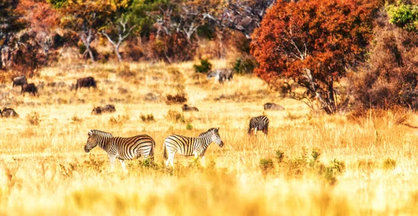 Hermoso Paisaje Natural Con Zebras Wildebeest Parque Natural Welgevonden Sudáfrica — Foto de Stock