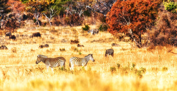 Beautiful nature scenery with Zebras and Wildebeest at Welgevonden nature reserve, South Africa