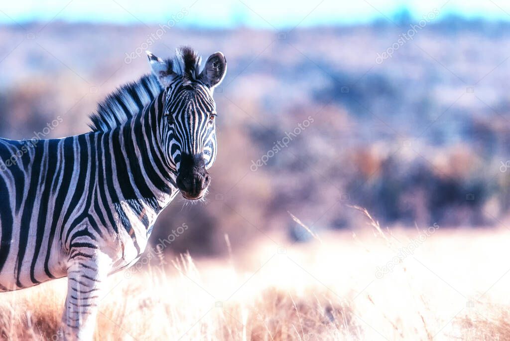 Zebra portrait on African savanna. Welgevonden reserve, South Africa