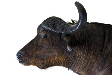 Bizon başı beyaz arka planda izole edildi