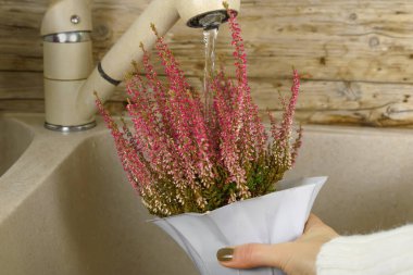  Mutfak lavabosunda pembe saksı bitkilerini suluyorum.