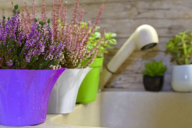 Suladıktan sonra farklı saksı bitkileri.