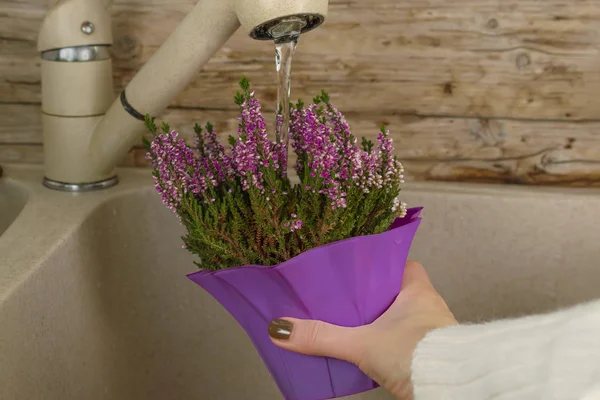 Regar plantas de maceta violeta en el fregadero de la cocina vertiendo —  Fotos de Stock