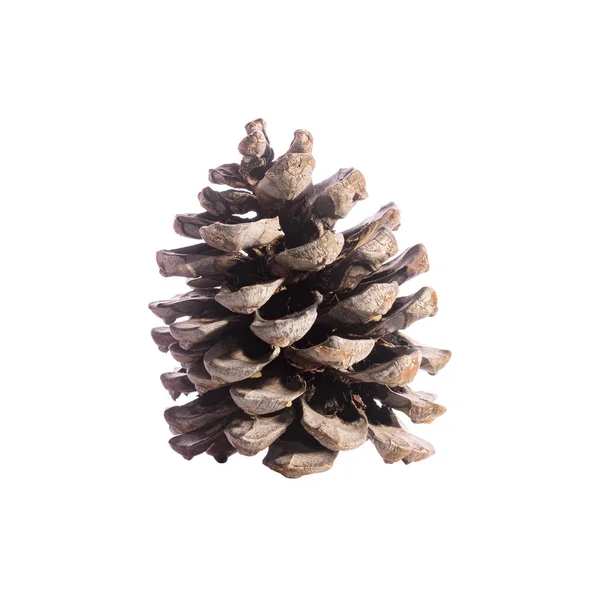 Pine cone isolated on white background, collage — Stock Photo, Image