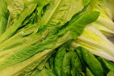 Seçici odaklanma. Taze marul arkaplan, yeşil sebze dokusu sağlıklı vejetaryen yemeği. Sebze konsepti.