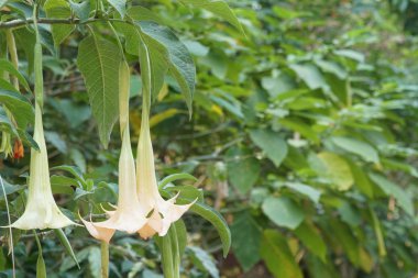 Beyaz çiçek açan tropikal çiçeklerin manzaralı çekimi 
