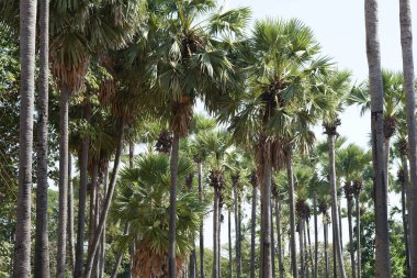 Güneşli bir günde palmiye ağaçlarının manzaralı görüntüsü