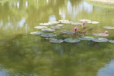Sudaki nilüferlerin yakın plan görüntüsü. 