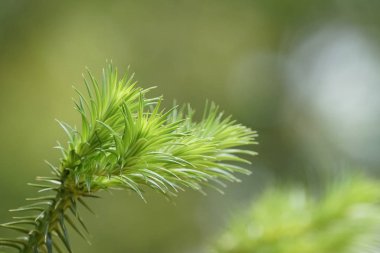 Bulanık arkaplanda güzel yeşil ağaç dalının yakın plan görüntüsü.