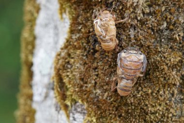 Ağacın üzerindeki böcek larvalarının yakın plan görüntüsü.