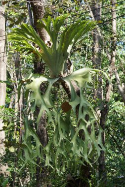 Tropik ağaç yapraklarının manzaralı görüntüsü