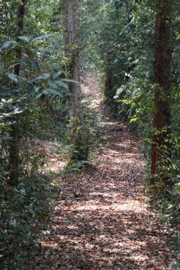 Tropikal ormandaki kırsal yolun manzaralı görüntüsü