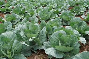 Lahana ya da Brassica oleracea kapitatasının sahada büyüyen manzaralı çekimi