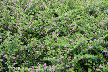 Bahçedeki mor çiçeklerin manzaralı çekimi