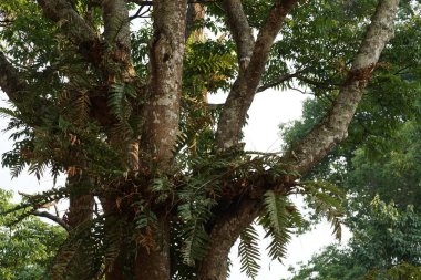 Güneşli bir günde tropik ormanın manzaralı görüntüsü