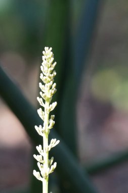 Sansevieria silindirik ya da silindirik yılan bitkisinin yakın çekim görüntüsü
