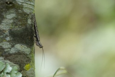 Ağaçta sürünen böceğin yakın plan görüntüsü.