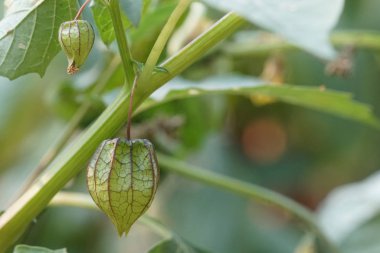 Mesane kirazı ya da daldaki Physalis alkekengi.